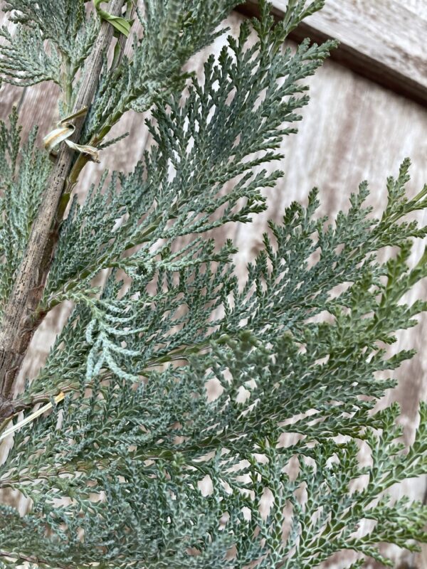 Lawson Cypress 'Pembury Blue' (1L) - Image 3