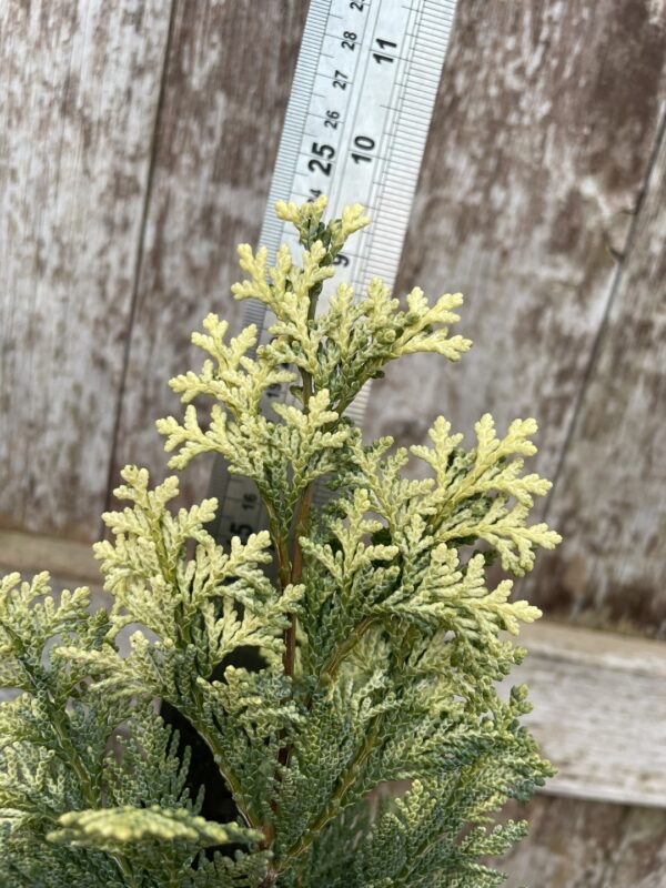 Lawson Cypress 'Pygmaea Argentea' (1L) - Image 2