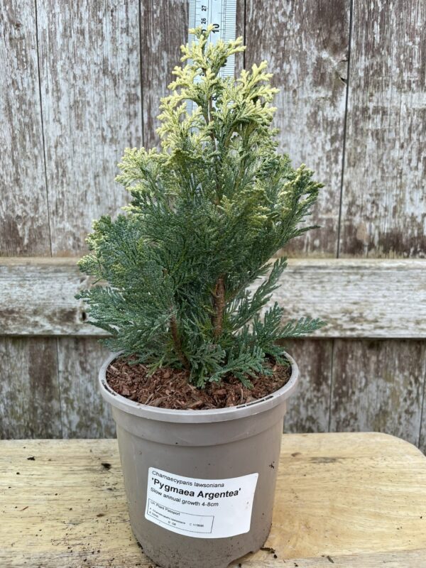 Lawson Cypress 'Pygmaea Argentea' (1L) - Image 3
