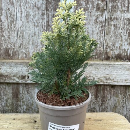 Lawson Cypress ‘Pygmaea Argentea’