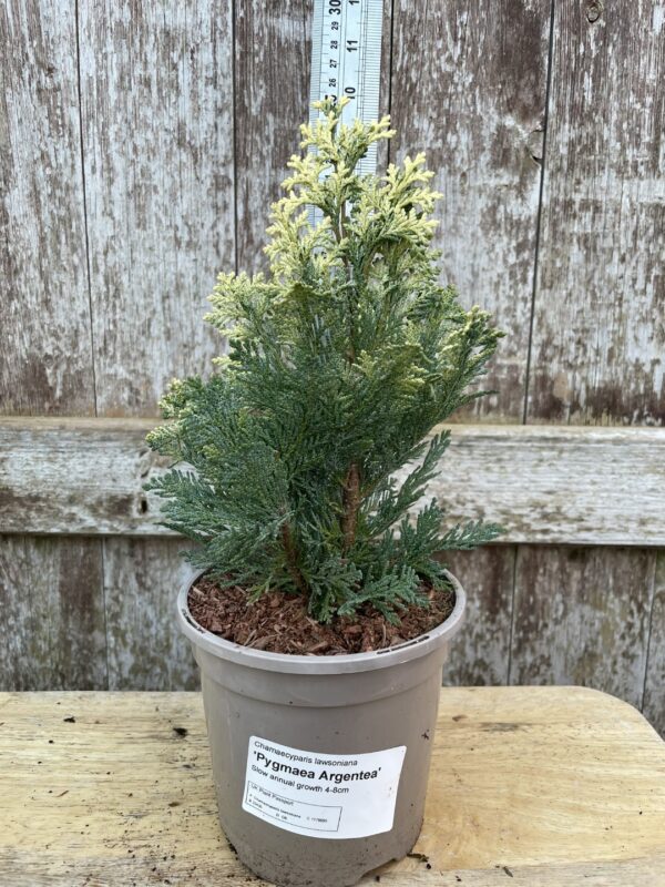 Lawson Cypress 'Pygmaea Argentea' (1L)