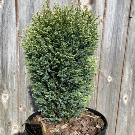 Lawson Cypress 'Snow White' (2L)