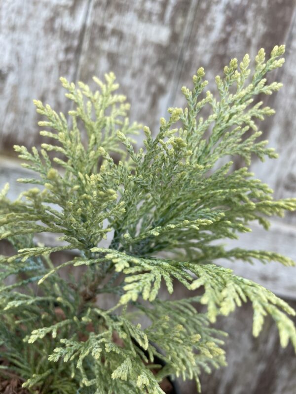 Lawson Cypress 'Summer Snow' (3L) - Image 2