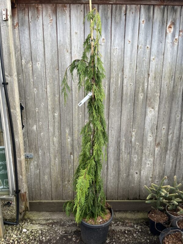 Chamaecyparis nootkatensis - Nootka Cypress 'Moonshot'