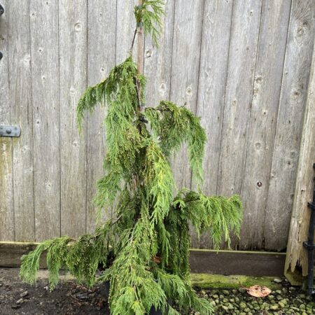 Chamaecyparis nootkatensis āPendulaā Weeping Nootka Cypress āPendulaā