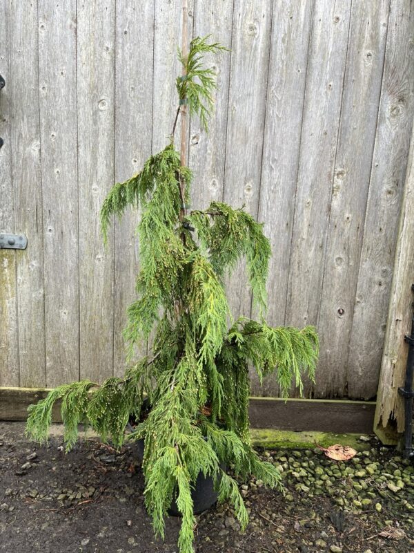 Nootka Cypress 'Pendula' 80/100cm (10L)