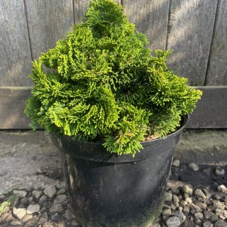 Hinoki Cypress 'Aurora' (5L)