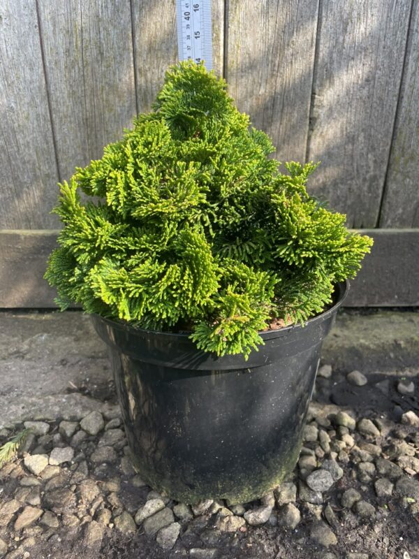 Hinoki Cypress 'Aurora' (5L)
