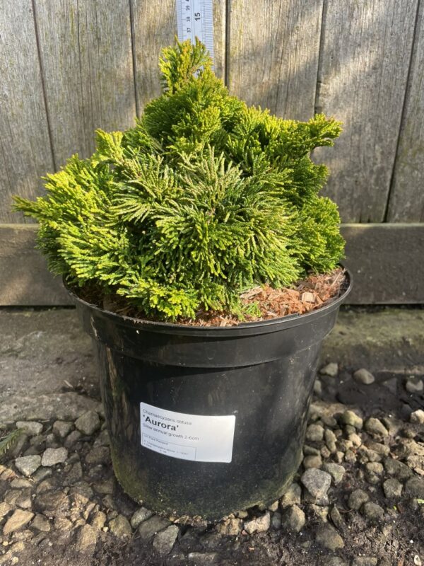 Hinoki Cypress 'Aurora' (5L) - Image 2
