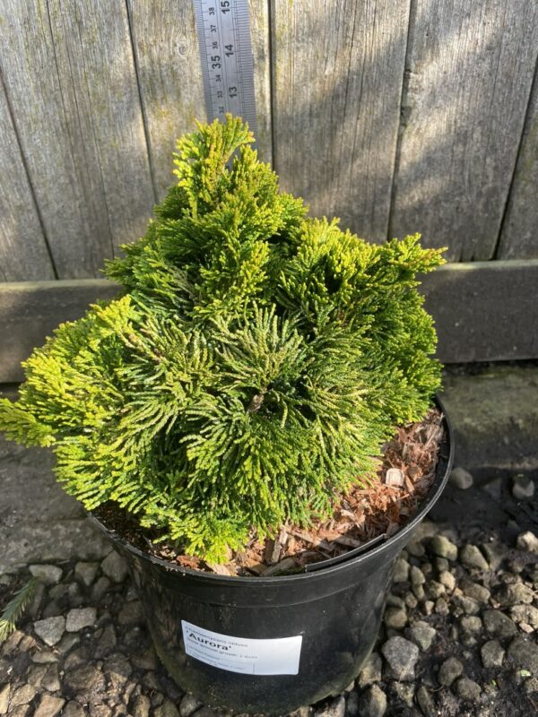 Hinoki Cypress 'Aurora' (5L) - Image 3