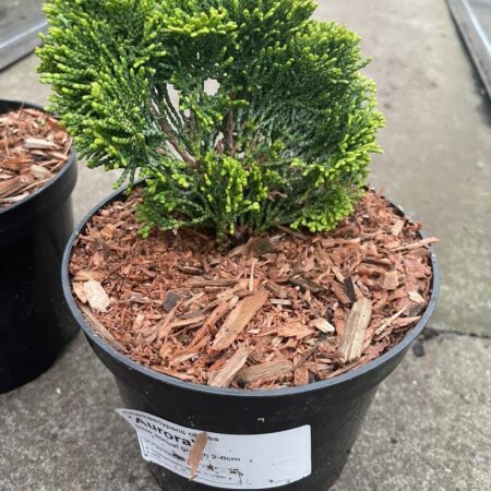 Hinoki Cypress 'Aurora' (2L)