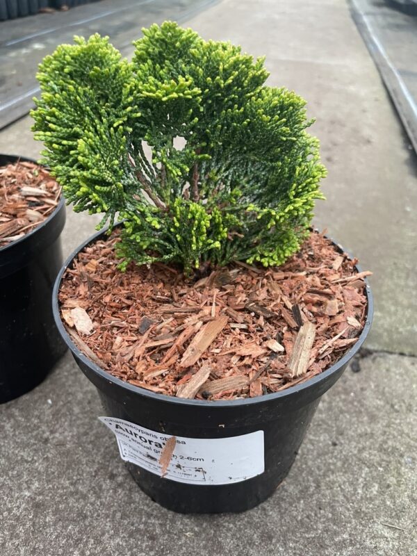 Hinoki Cypress 'Aurora' (2L)