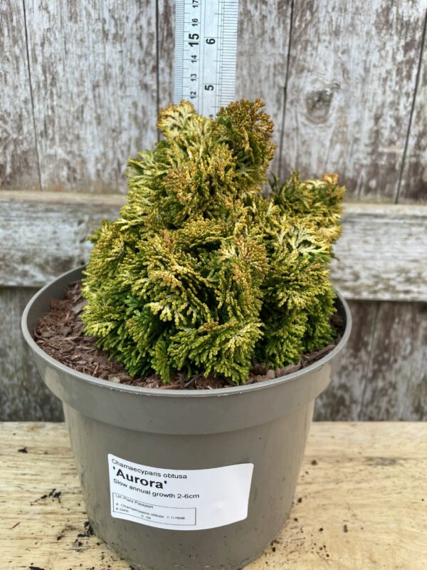 Hinoki Cypress 'Aurora' (1L)