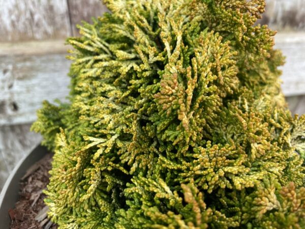 Hinoki Cypress 'Aurora' (2L) - Image 3