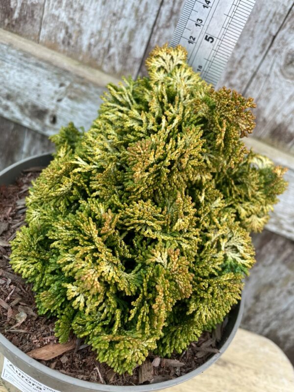 Hinoki Cypress 'Aurora' (2L) - Image 2
