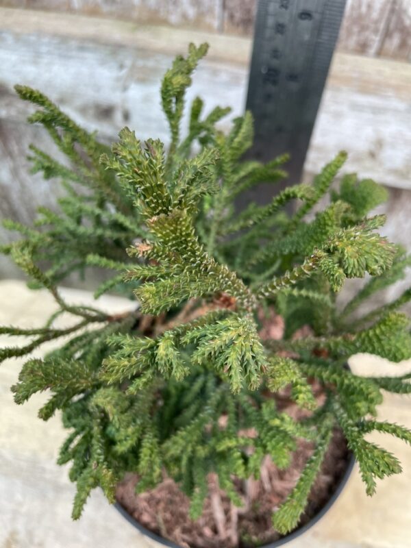 Hinoki Cypress 'Birgit' (1L) - Image 3