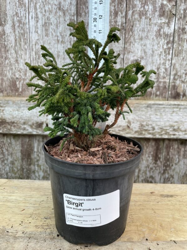 Hinoki Cypress 'Birgit' (1L) - Image 2