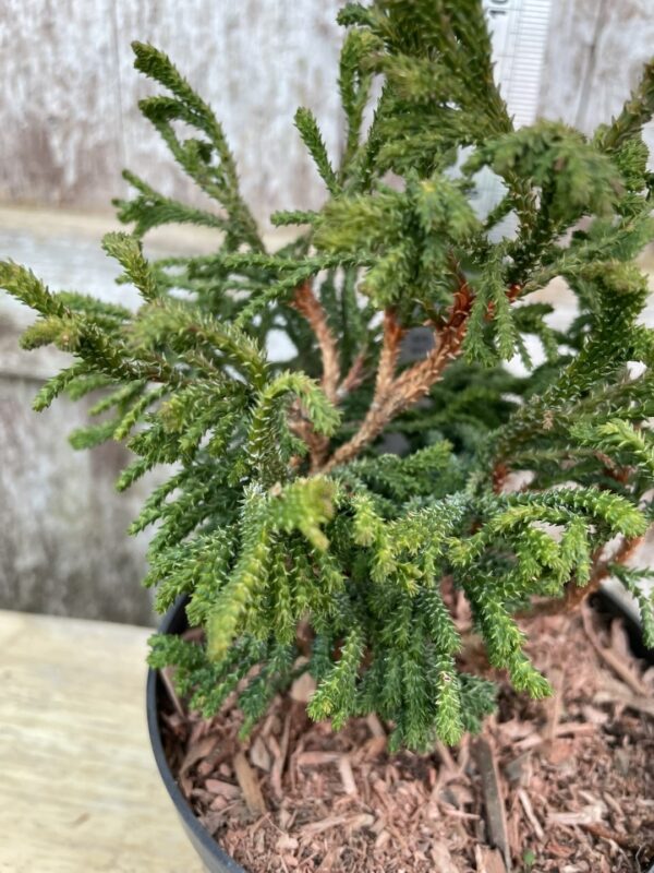 Hinoki Cypress 'Birgit' (1L) - Image 4