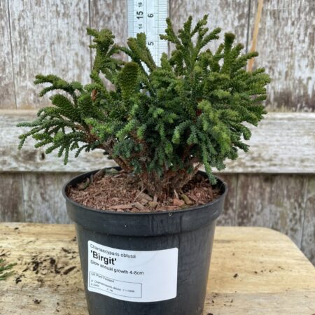 Chamaecyparis obtusa ‘Birgit’