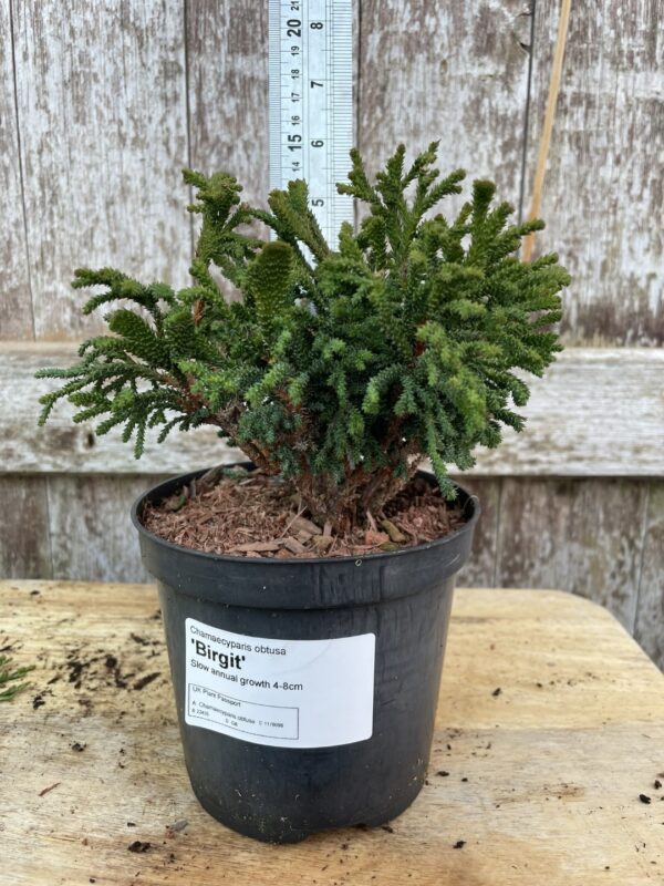 Hinoki Cypress 'Birgit' (1L)