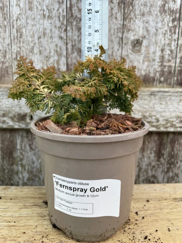 Hinoki Cypress 'Fernspray Gold' (1L) - Image 2