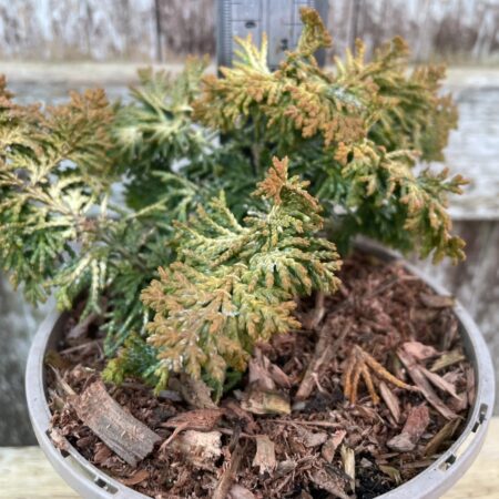 Hinoki Cypress 'Fernspray Gold'