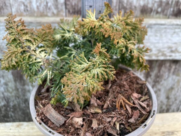 Hinoki Cypress 'Fernspray Gold' (1L)