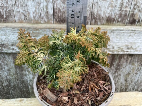 Hinoki Cypress 'Fernspray Gold' (1L) - Image 3