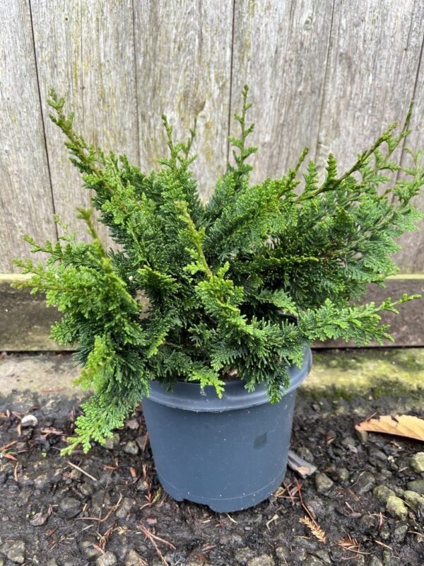 Hinoki Cypress 'Teddy Bear' 20/40cm (3L) - Image 3