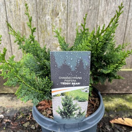 Chamaecyparis obtusa Hinoki Cypress ‘Teddy Bear’