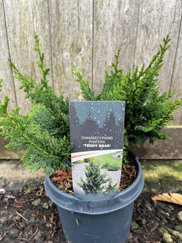 Hinoki Cypress 'Teddy Bear' 20/40cm (3L)