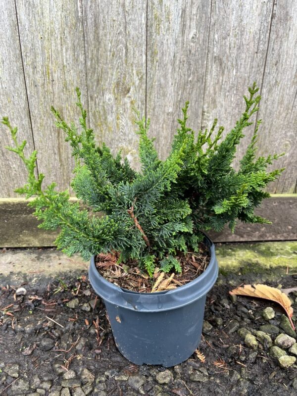 Hinoki Cypress 'Teddy Bear' 20/40cm (3L) - Image 4