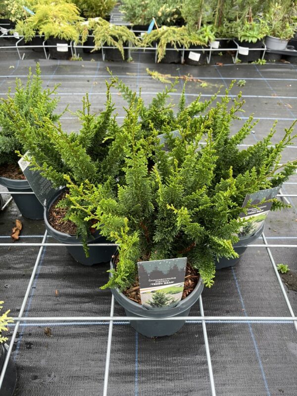 Hinoki Cypress 'Teddy Bear' 20/40cm (3L) - Image 2