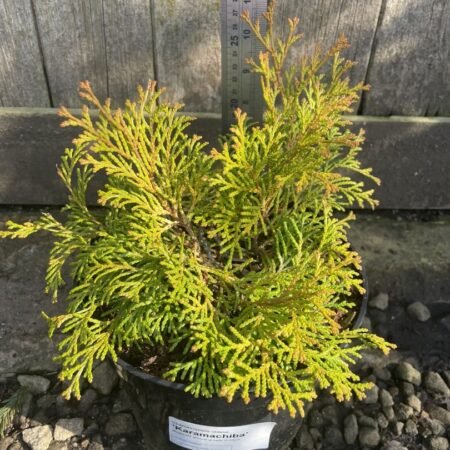 Hinoki Cypress 'Karamachiba'