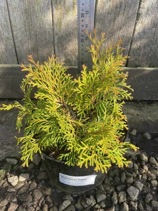 Hinoki Cypress 'Karamachiba' (3L)
