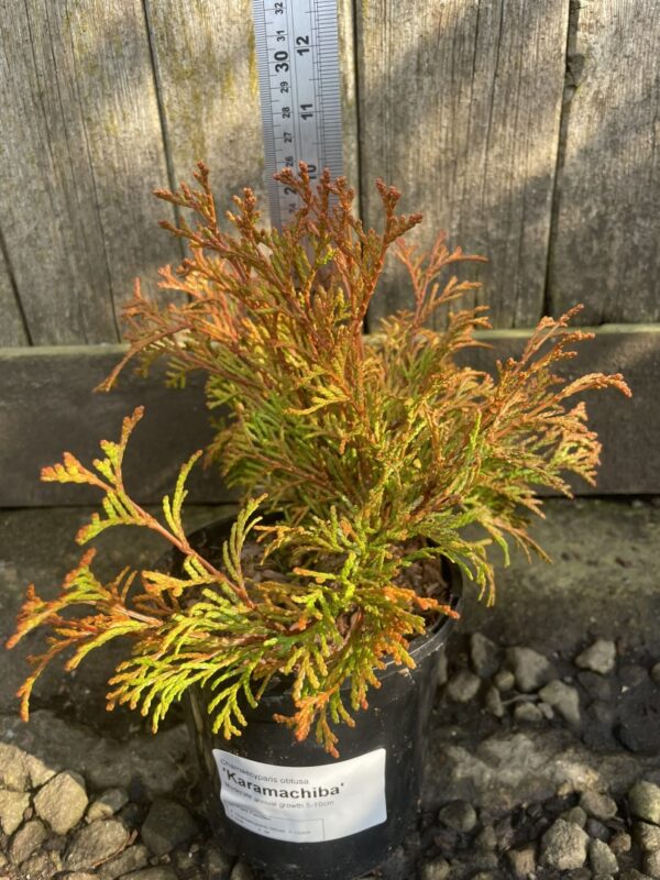Hinoki Cypress 'Karamachiba' (1L) - Image 2