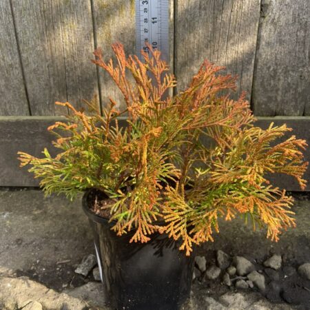 Hinoki Cypress 'Karamachiba'