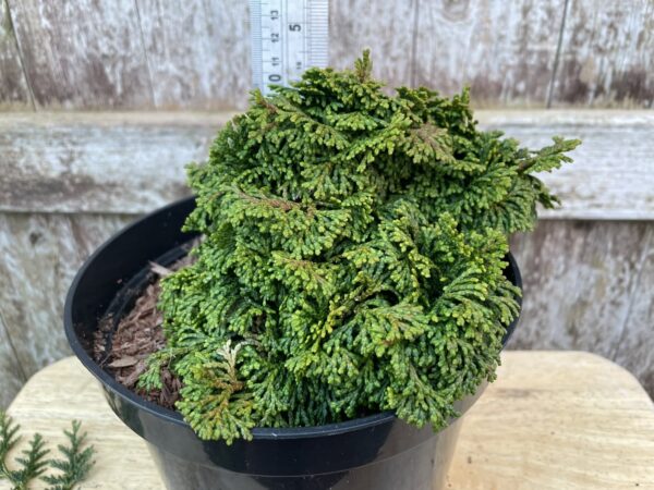 Hinoki Cypress 'Kosteri' 10/20cm (3L) - Image 2