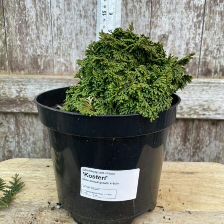 Hinoki Cypress 'Kosteri'