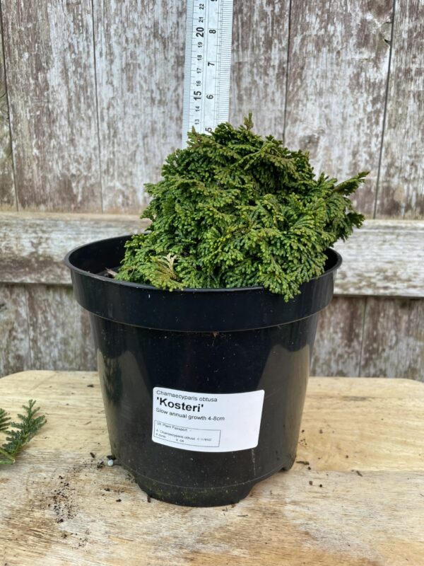 Hinoki Cypress 'Kosteri' 10/20cm (3L)