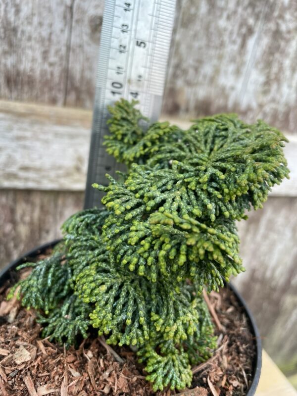 Hinoki Cypress 'Kosteri' 10/20cm (3L) - Image 3