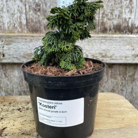 Hinoki Cypress 'Kosteri'