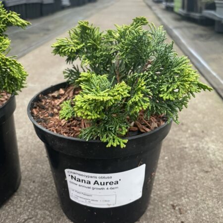Hinoki Cypress ‘Nana Aurea’