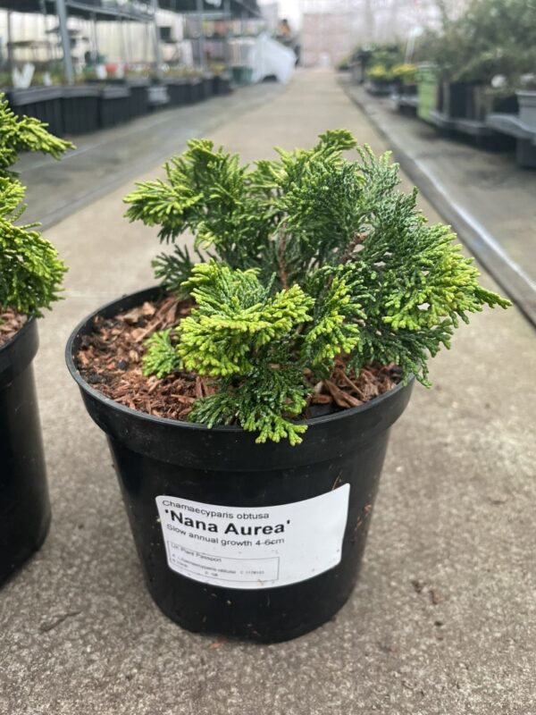 Hinoki Cypress 'Nana Aurea' (2L)