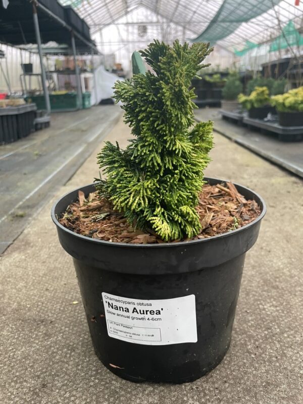 Hinoki Cypress 'Nana Aurea' (2L) - Image 2