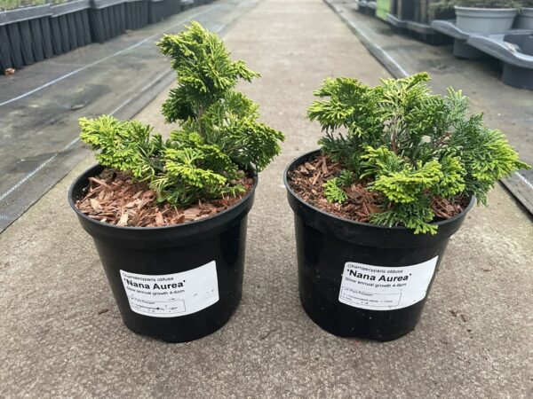 Hinoki Cypress 'Nana Aurea' (2L) - Image 3