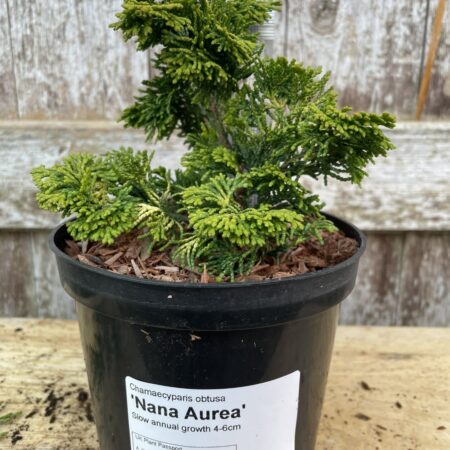 Hinoki Cypress ‘Nana Aurea’