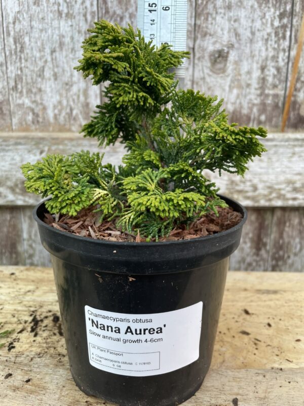 Hinoki Cypress 'Nana Aurea' (1L)