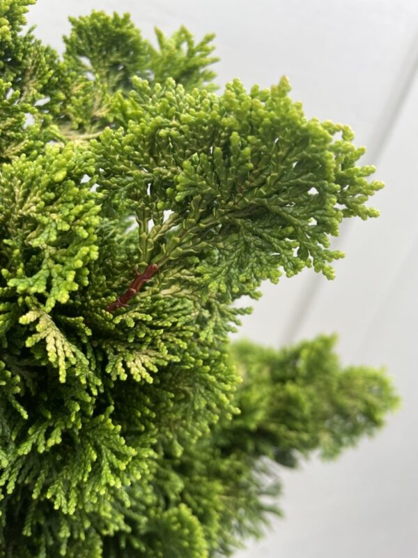 Hinoki cypress 'Nana Aurea' Lollypop 60/80cm (7.5L) - Image 2
