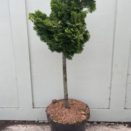 Chamaecyparis obtusa ‘Nana Aurea’ Lollypop